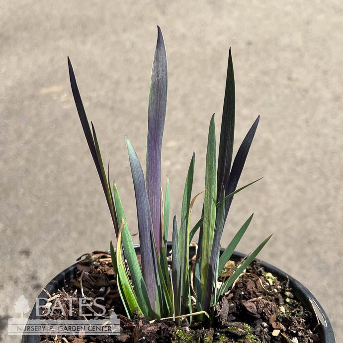 #1 Iris versicolor Purple Flame / Northern Blue Flag Native (R)