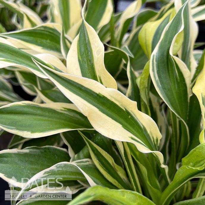 #1 Hosta Tea At Betty&#39;s/ Yellow Margin