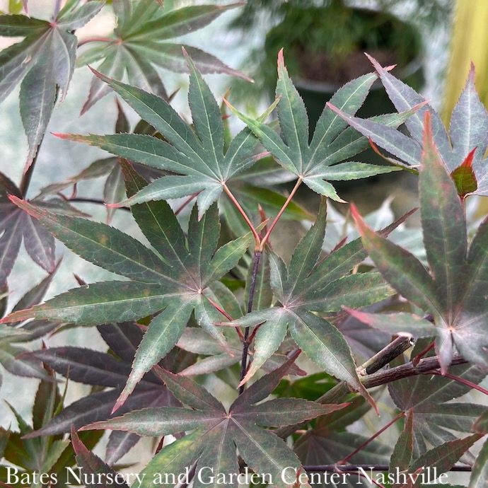 #7 Acer pal Dragon TEARS/ Red Weeping Japanese Maple