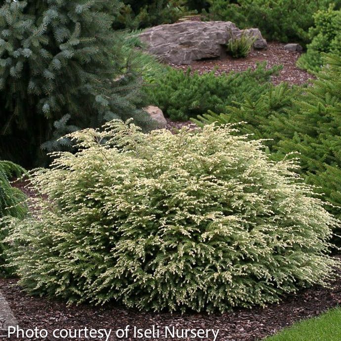 #3 Tsuga can Moon Frost/ Eastern Canadian Hemlock Native (TN) - No Warranty