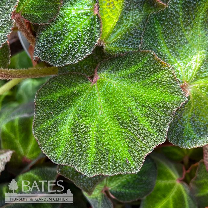 6hb! Begonia Soli-Mutata Hanging Basket /Tropical