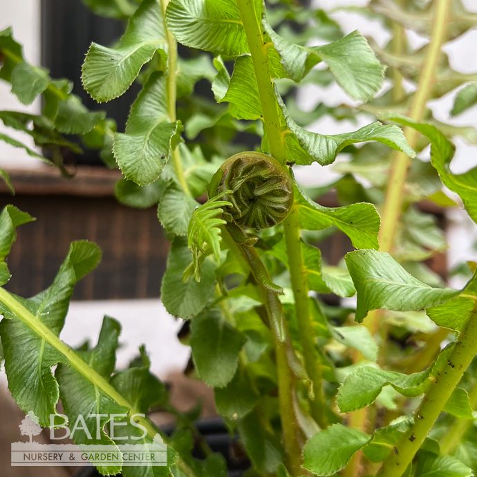 8p! Fern Brazilian Tree Fern /Tropical