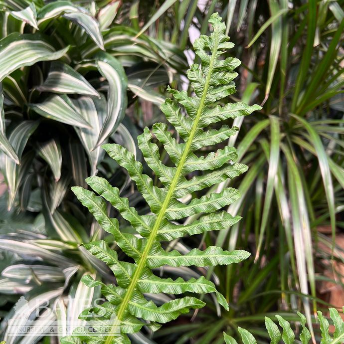 6p! Fern Brazilian Tree Fern /Tropical