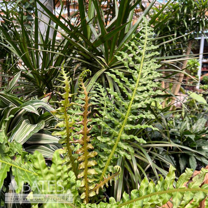 6p! Fern Brazilian Tree Fern /Tropical