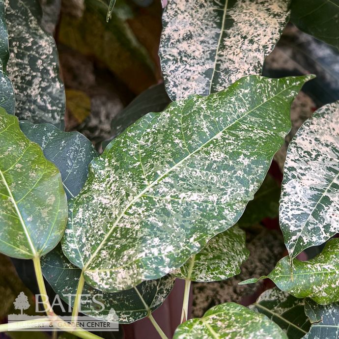 14p! Ficus Aspera Clown Fig STD /Tropical