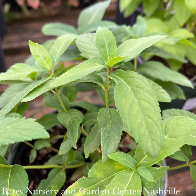 #1 Chelone glabra ABGL / White Turtlehead Native (TN)
