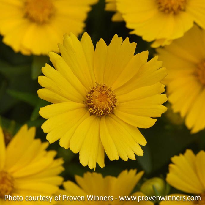 #1 Coreopsis x PW UpTick &#39;Gold&#39;/ Compact Tickseed