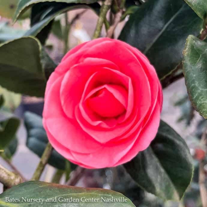 #1 Camellia japonica Jerry Hill/ Pink - No Warranty