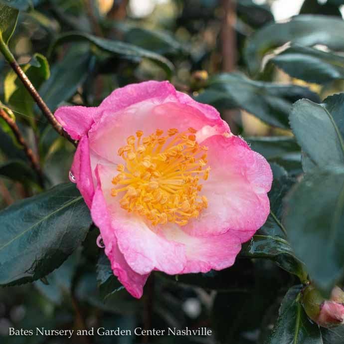 #3 Camellia sas Autumn Sunrise/ Pink - No Warranty