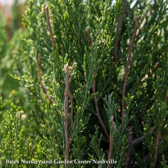 Topiary 3 Ball Poodle #15 Juniperus chin Spartan/ Upright Chinese Juniper