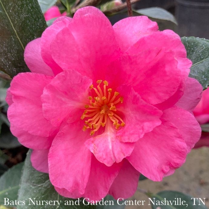 #3 Camellia sas Shishi Gashira/ Hot Pink - No Warranty