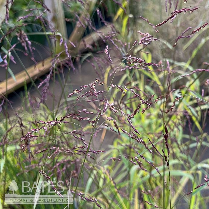 #1 Grass Tridens flavus/ Purple Top Native (TN)