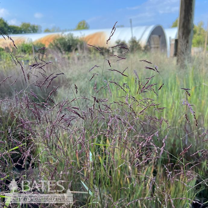 #1 Grass Tridens flavus/ Purple Top Native (TN)