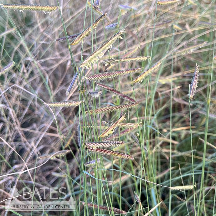 #1 Grass Bouteloua grac Honeycomb/ Blue Grama Native (R)