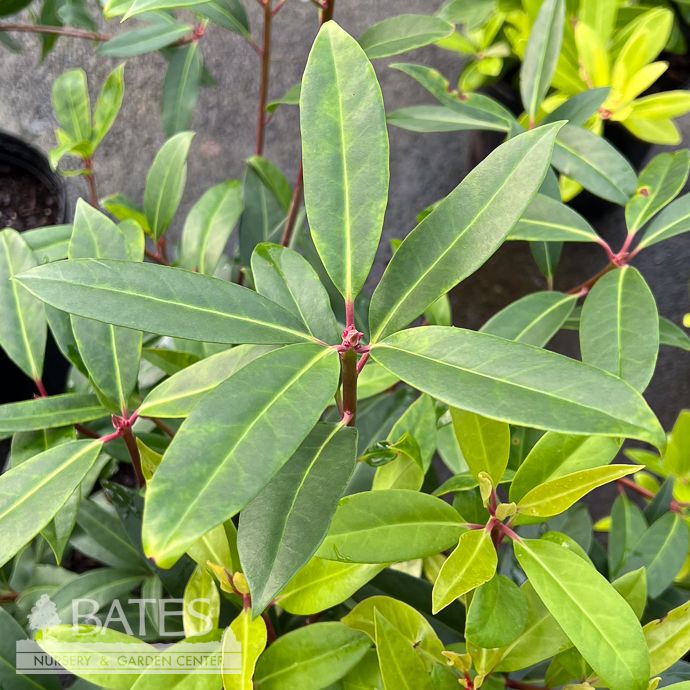 #3 Illicium floridanum/ Florida Anise Native (R)
