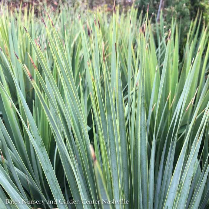 #1 Yucca rostrata Sapphire Skies/ Beaked Blue