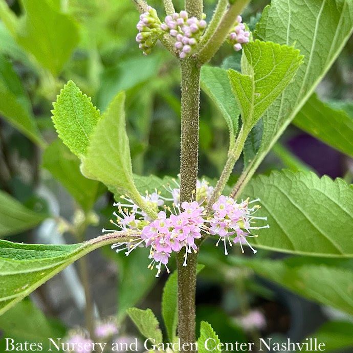#3 Callicarpa americana/ Beautyberry Native (TN)
