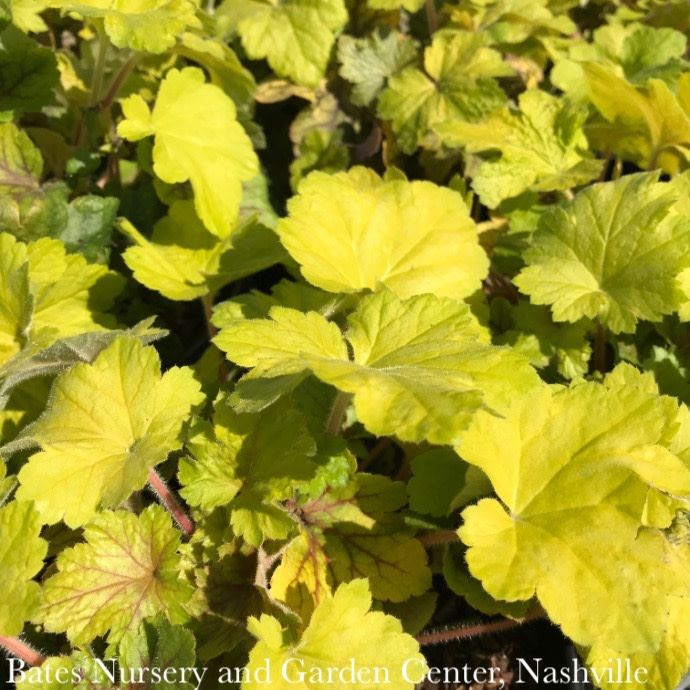 QP Heuchera x Electric Lime/ Coral Bells