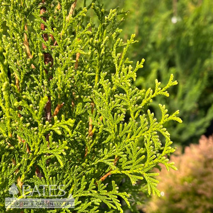 #3 Thuja occ BE Private Jet/ Columnar Arborvitae