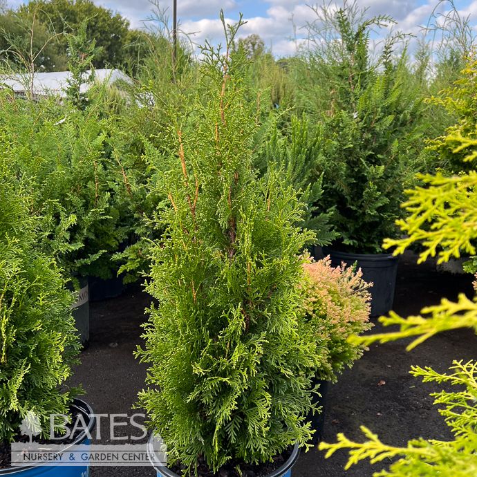#3 Thuja occ BE Private Jet/ Columnar Arborvitae
