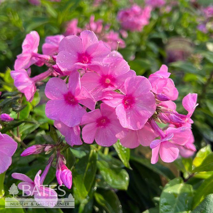 #1 Phlox pan Famous Pink Eye/ Upright Garden Native (TN)