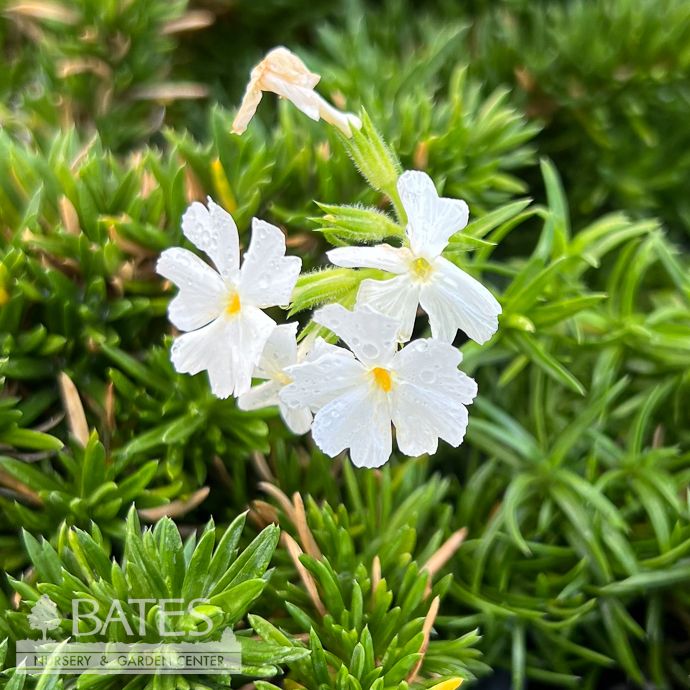 #1 Phlox sub Spring White/ Creeping Native (TN)