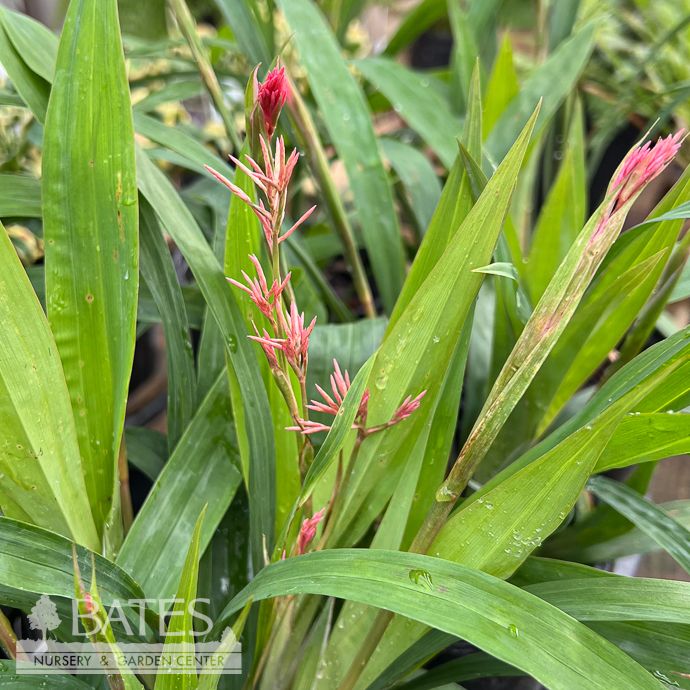Tropical #1 Grass Carex scaposa/ Sedge  - No Warranty