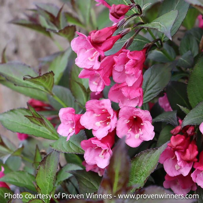 #3 Weigela flor PW Sonic Bloom 'Wine'/ Reblooming