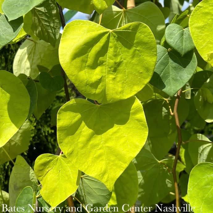 #15 Cercis can Golden Falls/ Gold Weeping Redbud Native (TN)