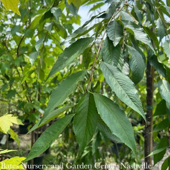 #15 Prunus x Snow Fountains/ White Weeping Flowering Cherry (Serrula Bark)