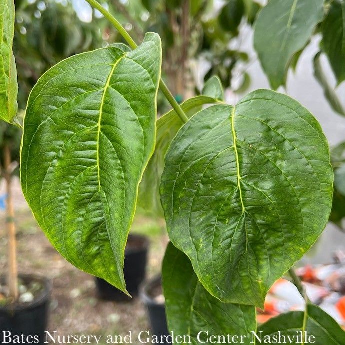 #5 Cornus florida Spring Grove/ White Flowering Dogwood Native (TN)