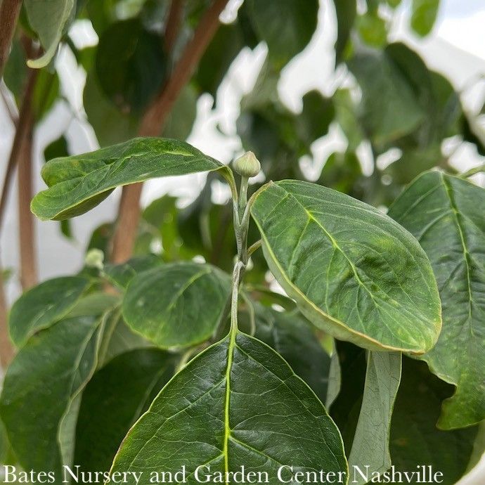 #5 Cornus florida Spring Grove/ White Flowering Dogwood Native (TN)