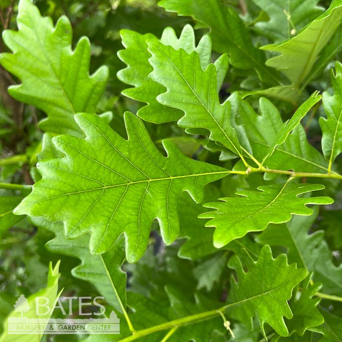 #10 Quercus x warei Regal Prince/ Columnar Oak