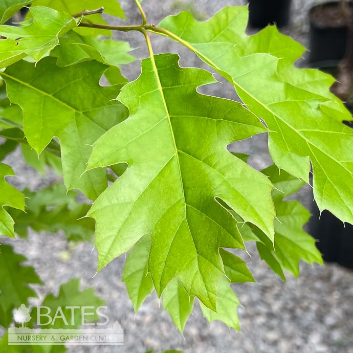 #7 Quercus shumardii/ Shumard Red Oak Native (TN)