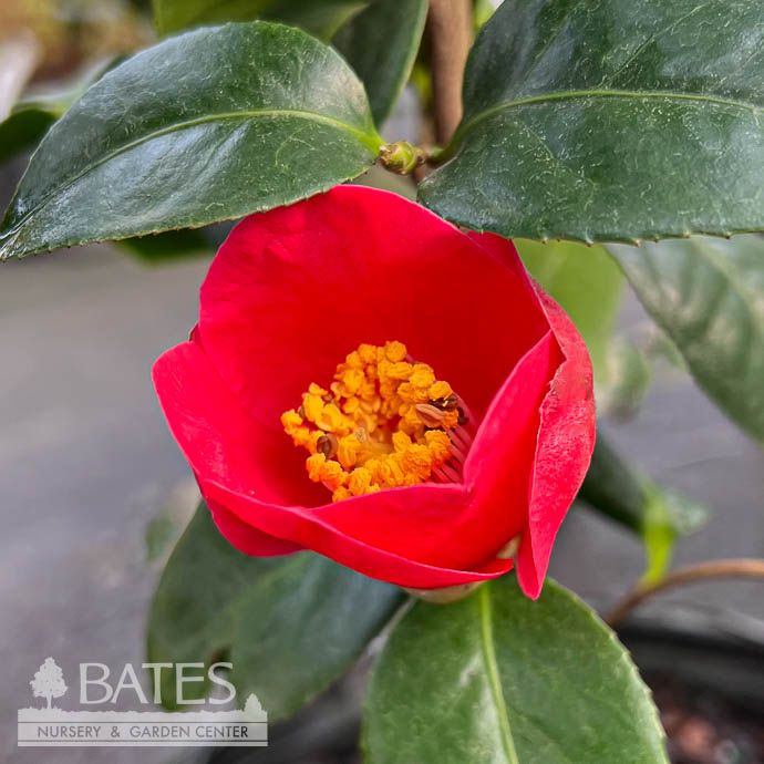 #3 Camellia japonica April Melody/ Single Rose Red - No Warranty