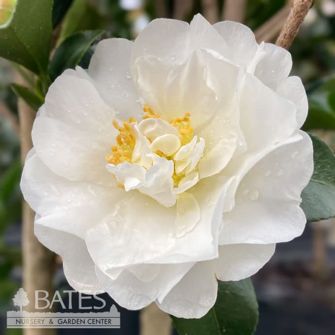 #3 Camellia sas Autumn Rocket/ White Double Columnar - No Warranty