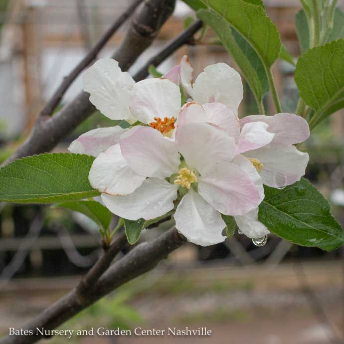Edible Topiary #5 Malus 5 in 1 Combo/ Semi-dwarf Apple