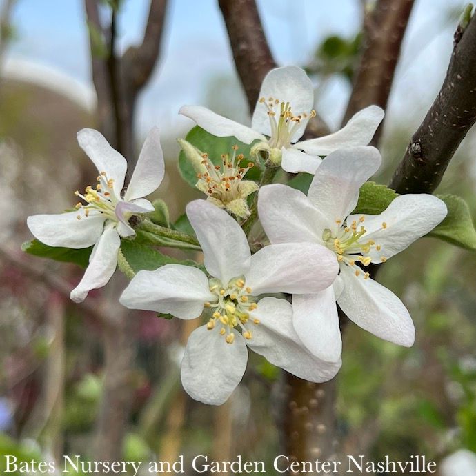 Edible #15 Malus Fuji/ Semi-Dwarf  Apple
