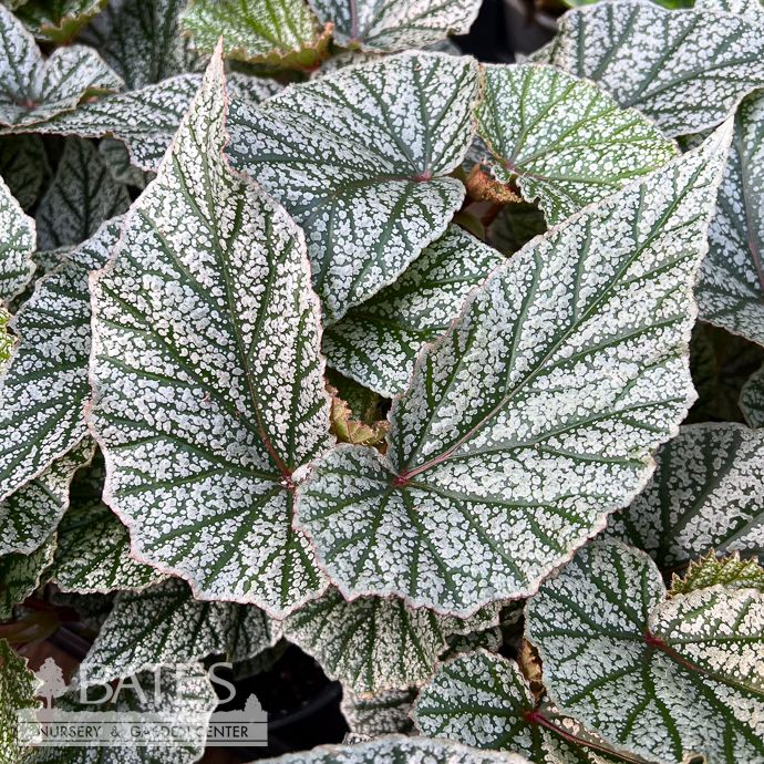 4p! Begonia Snow Cap  /Tropical