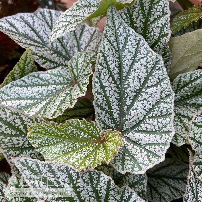 4p! Begonia Snow Cap  /Tropical