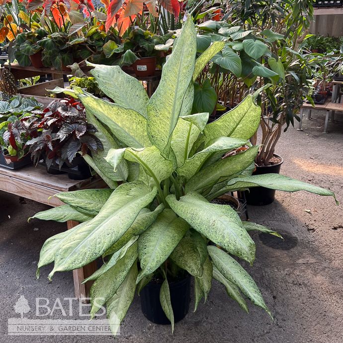 10p! Dieffenbachia Camouflage Premium/ Dumb Cane /Tropical