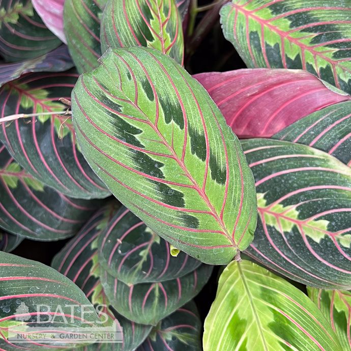 6p! Maranta Red/ Prayer Plant/ Tropical