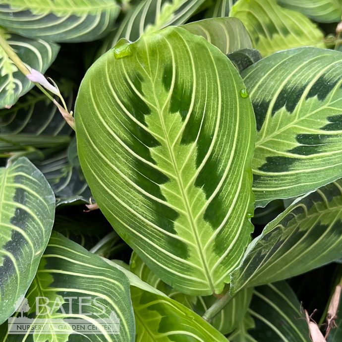 4p! Maranta Lemon/ Prayer Plant/ Tropical