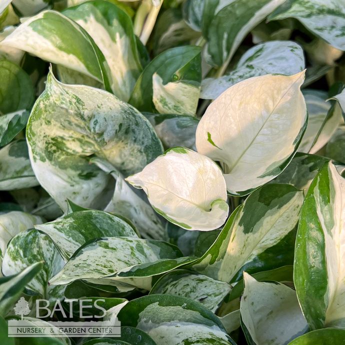 4p! Pothos Manjula /Devil&#39;s Ivy /Tropical