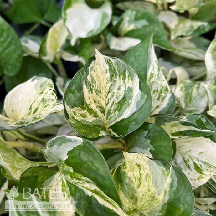 4p! Pothos Manjula /Devil&#39;s Ivy /Tropical