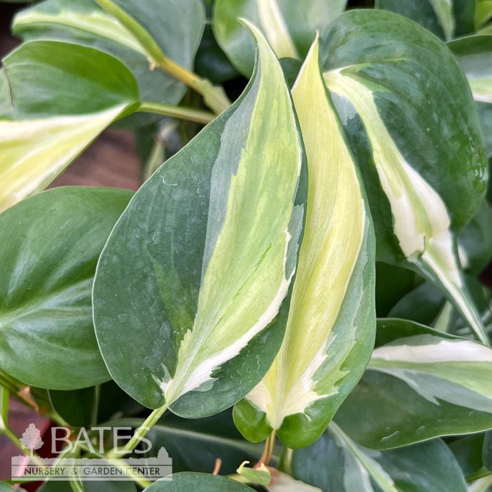 6p! Philodendron Cream Splash /Tropical