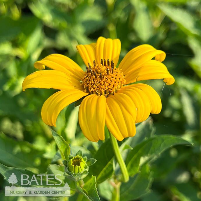 #1 Heliopsis helianthoides var scabra/ False Sunflower Native (R)