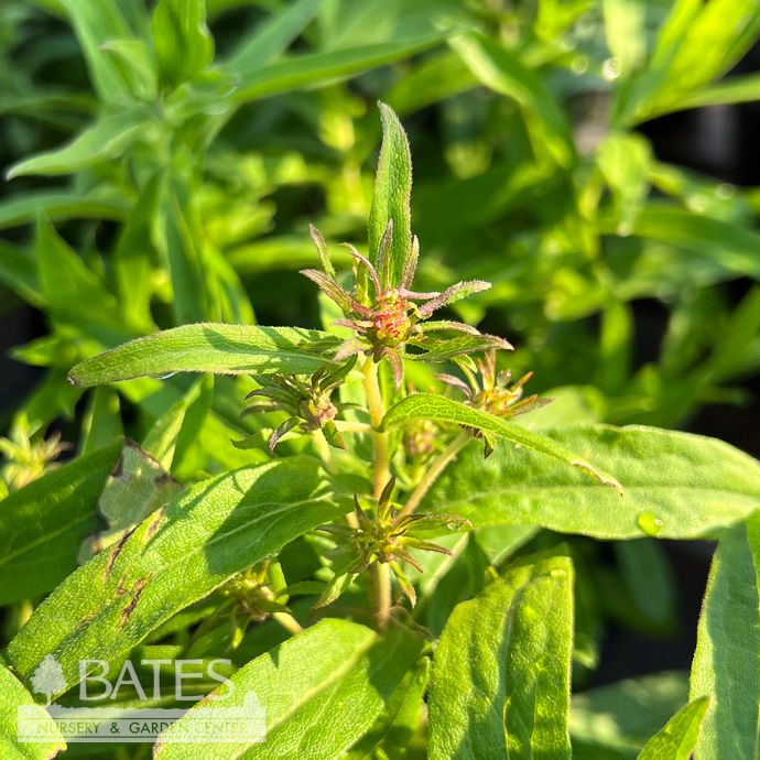 #1 Symphyotrichum nov-ang Andenken an Alma Potschke/ Pink New England Aster Native (TN)