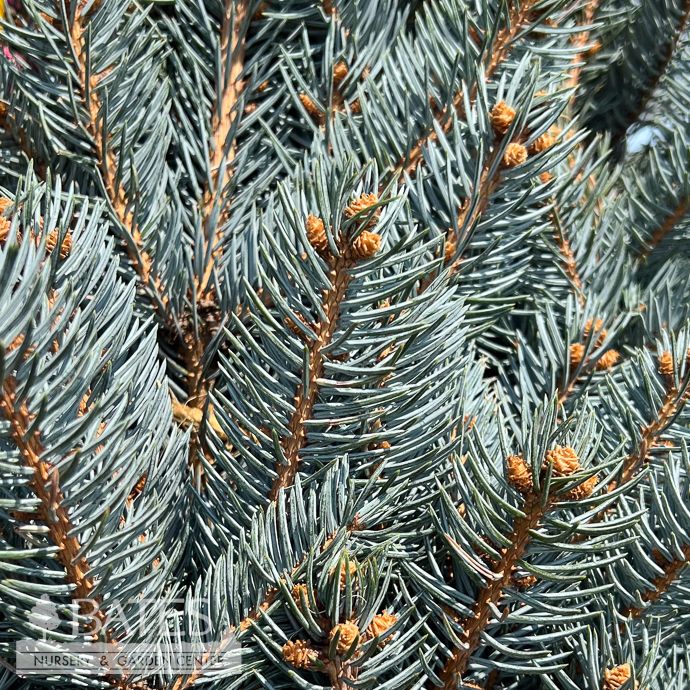 3-4' Picea pun Deja Blue/ Blue Spruce - No Warranty - Pickup Only