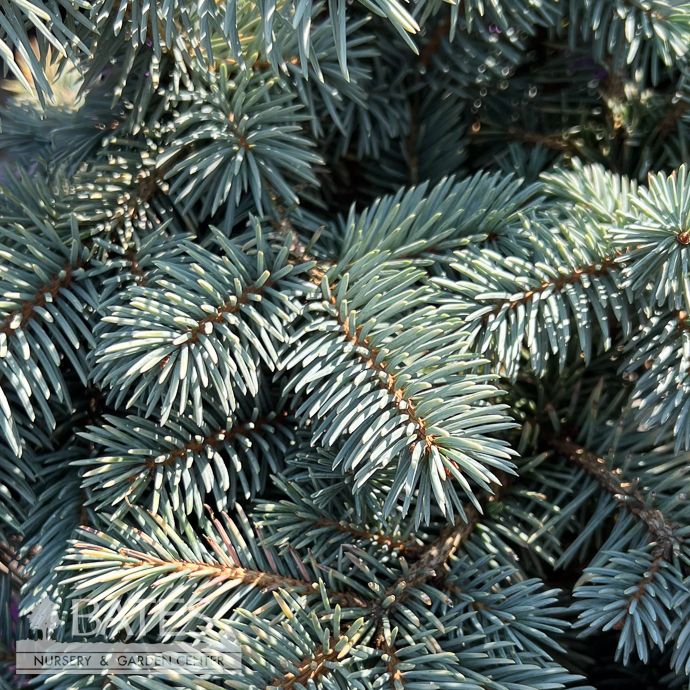 #6 Picea pun Niemetz/ Spring Gold Colorado Blue Spruce